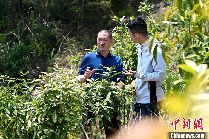 張高漢向參訪者介紹金花茶種植情況。　張金川 攝